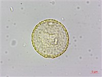 山黃麻藏品圖，第1張