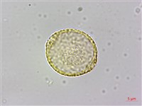 山黃麻藏品圖，第2張