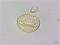 山黃麻藏品圖，第3張