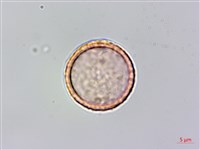 山黃麻藏品圖，第4張