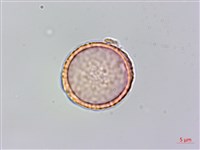 山黃麻藏品圖，第6張