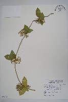 鷗蔓藏品圖，第1張