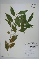 毛瓣蝴蝶木藏品圖，第1張