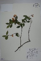 細梗絡石藏品圖，第1張