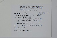 細梗絡石藏品圖，第2張