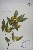 樟葉槭, 飛蛾子樹藏品圖，第1張