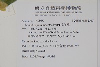 樟葉槭, 飛蛾子樹藏品圖，第2張