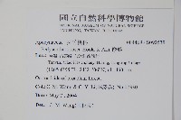 酸藤藏品圖，第2張