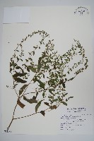 盾果草藏品圖，第1張