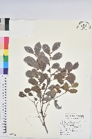 細葉饅頭果藏品圖，第1張