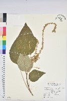 野桐藏品圖，第1張