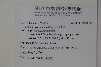 裡白忍冬、紅腺忍冬藏品圖，第2張