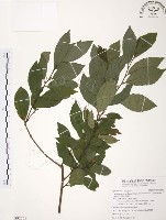 台灣山桂花藏品圖，第1張