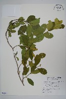 武靴藤藏品圖，第1張