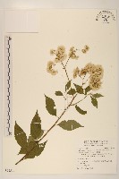 小舌菊、蔓綿菜藏品圖，第1張