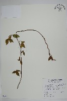 絡石藏品圖，第1張