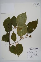 華八角楓藏品圖，第1張