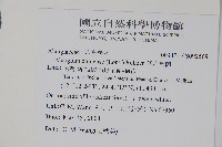 華八角楓藏品圖，第2張