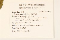 白頂飛蓬藏品圖，第2張