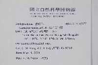 絨毛芙蓉蘭藏品圖，第2張