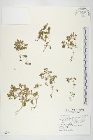 台灣佛甲草、石板菜藏品圖，第1張