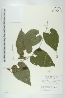 斑花青牛膽藏品圖，第1張