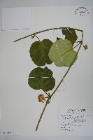 臺灣牛嬭菜藏品圖，第1張