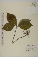 臺灣及己藏品圖，第1張