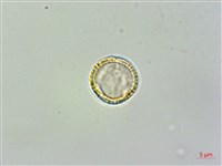 蓬萊藤藏品圖，第2張