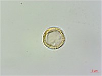 蓬萊藤藏品圖，第3張