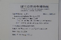 裡白忍冬、紅腺忍冬藏品圖，第2張