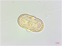 竊衣藏品圖，第1張