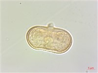 竊衣藏品圖，第2張