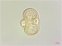 竊衣藏品圖，第3張