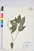 山靛藏品圖，第1張