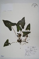 薄葉細辛、尾花細辛藏品圖，第1張