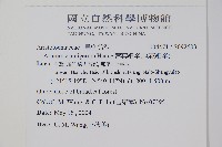薄葉細辛、尾花細辛藏品圖，第2張