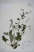臺灣附地草藏品圖，第1張