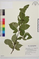 中原氏鼠李藏品圖，第1張