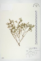 台灣佛甲草、石板菜藏品圖，第1張