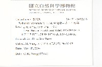 台灣佛甲草、石板菜藏品圖，第2張