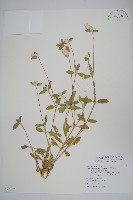 假千日紅藏品圖，第1張