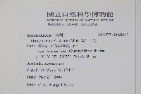 假千日紅藏品圖，第2張
