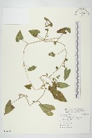 館號:S092621藏品圖，第1張
