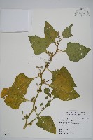 番杏藏品圖，第1張