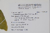 番杏藏品圖，第2張