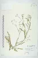 銀膠菊藏品圖，第1張