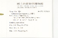 銀膠菊藏品圖，第2張