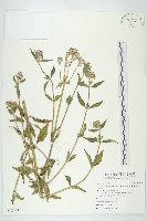 貓腥草藏品圖，第1張