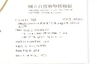 貓腥草藏品圖，第2張
